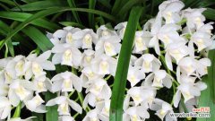 探索纯洁的象征植物世界 纯洁与自然的植物世界