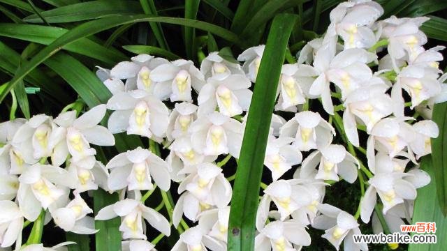 探索纯洁的象征植物世界 纯洁与自然的植物世界