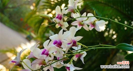 探索植物王国中的顽强生命力 勇敢独立的植物世界