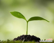 揭示公平正义的植物世界 公平正义之花