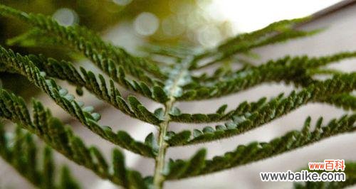 探索世界上象征自由的植物 自由之花