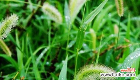 探索植物中的父爱密码 植物与父爱