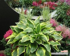 以植物为媒介 象征父母的植物及其意义