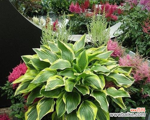 以植物为媒介 象征父母的植物及其意义