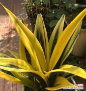 富贵符号的花园——重现生活中的瑞兽和福植 富贵之植