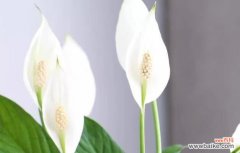 以高洁植物为主题的心灵栖息地 高洁植物，守护心灵的芬芳