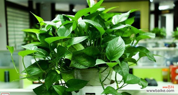 象征精神的植物及其寓意 精神的植物群落