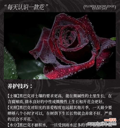 什么花寓意欺骗别人的爱?揭秘最具欺骗性的花卉象征