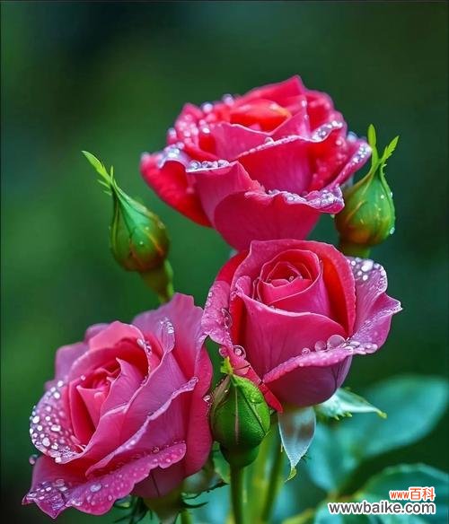 什么花寓意欺骗别人的爱?揭秘最具欺骗性的花卉象征