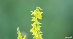 三叶草花变黄了意味着什么？黄色三叶草花的寓意是什么？