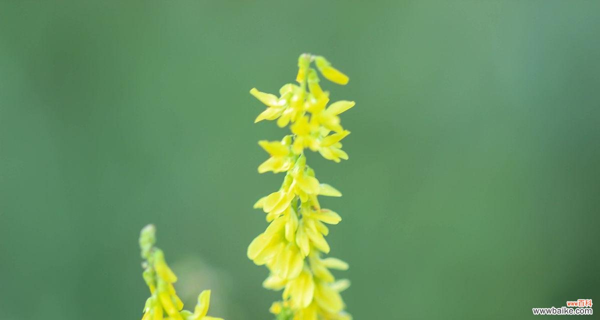 三叶草花变黄了意味着什么？黄色三叶草花的寓意是什么？