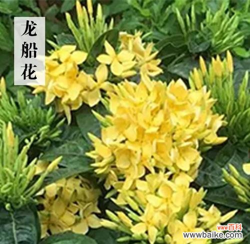 三叶草花变黄了意味着什么？黄色三叶草花的寓意是什么？