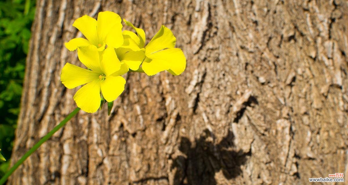 三叶草花变黄了意味着什么？黄色三叶草花的寓意是什么？