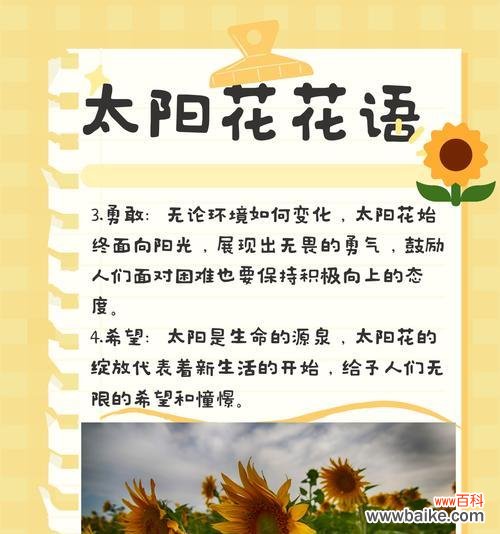 花的寓意与意思是什么?各种花象征着什么?