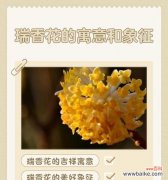 花的寓意与意思是什么？各种花象征着什么？