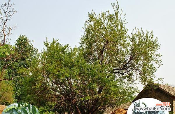 棺材内长开树花的寓意是什么?这种现象背后隐藏着什么含义?