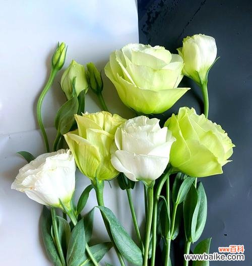 桔梗花不同花色的寓意是什么？如何理解它们的象征意义？