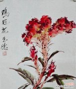 热情风趣的花语代表什么含义？如何正确表达？