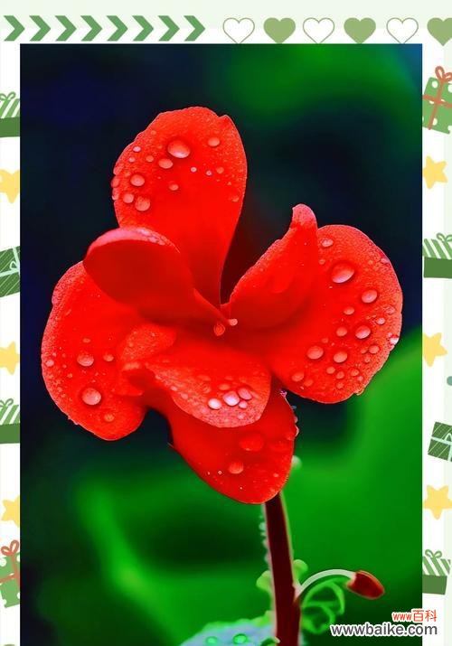 高丽花象征着什么?高丽花的寓意有哪些常见问题解答?