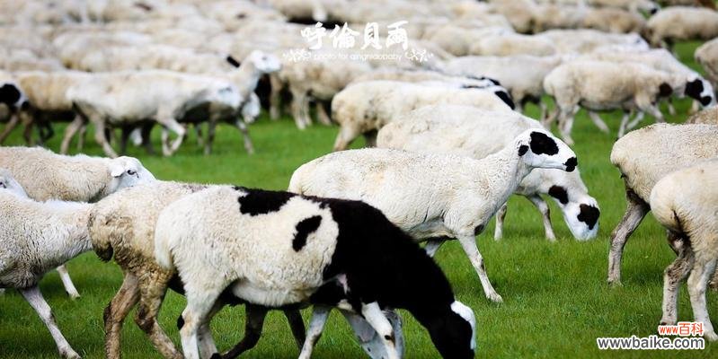 敖鲁古雅的太阳花象征着什么？花语和文化意义是什么？