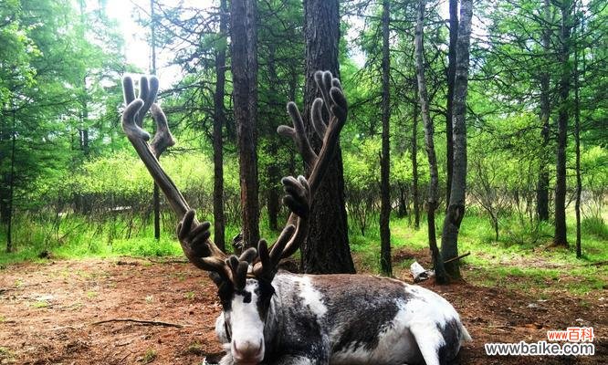 敖鲁古雅的太阳花象征着什么？花语和文化意义是什么？