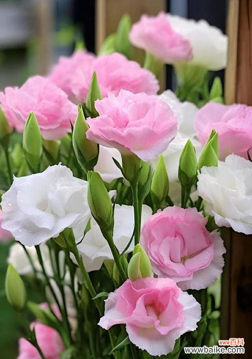 3.5朵花代表什么花语?花语含义有哪些常见疑问解答?