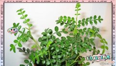 清香树的花语是什么？如何理解清香树的象征意义？