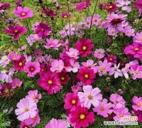 南宁的象征花是什么？南宁市花有哪些特点和意义？