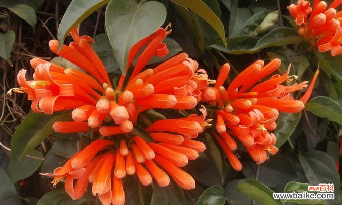 南宁的象征花是什么?南宁市花有哪些特点和意义?