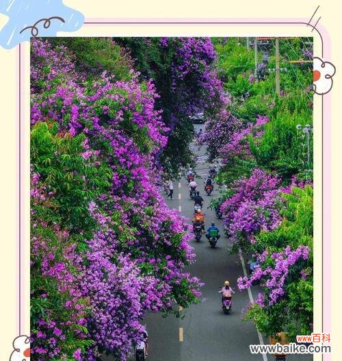 南宁的象征花是什么?南宁市花有哪些特点和意义?