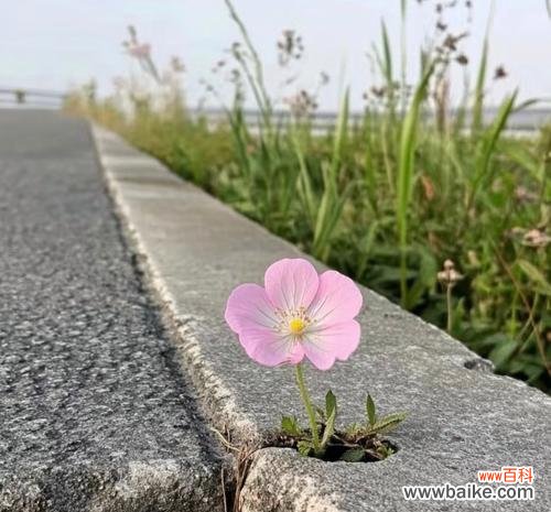 刃的花象征着什么?其背后的文化含义是什么?