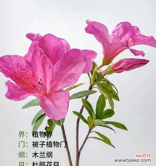 映山红花语是什么意思?如何理解映山红的象征意义?