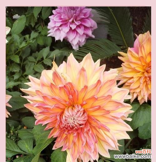 大丽花花语是什么?如何正确理解大丽花的含义?