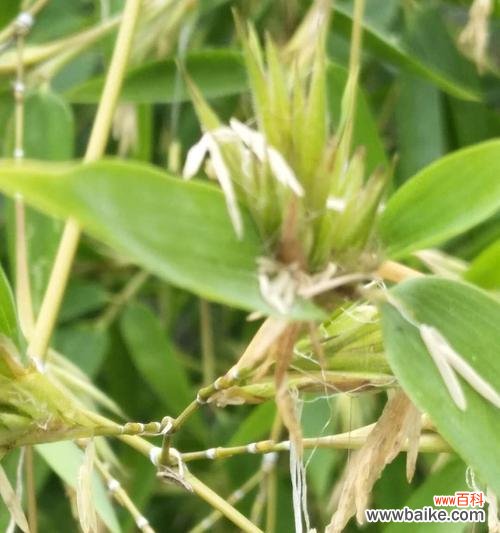 竹子开花预示着的意义与象征 神奇的竹子开花之谜