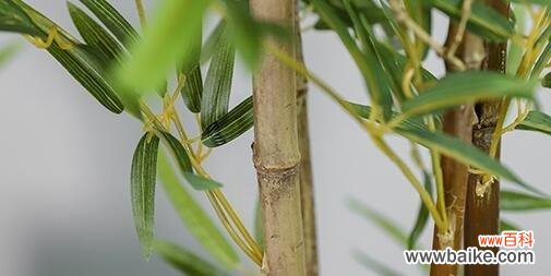 探秘竹子开花的奥秘,感受生命力的绽放 竹子开花的原因及寓意