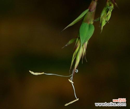 探秘竹子开花的奥秘,感受生命力的绽放 竹子开花的原因及寓意