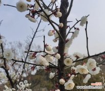 竹子花语的深刻意义与象征 竹子之花语