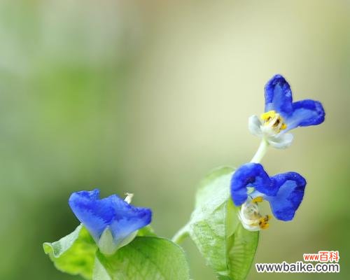 竹子花语的深刻意义与象征 竹子之花语