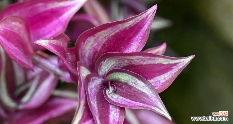 竹子花语的深刻意义与象征 竹子之花语