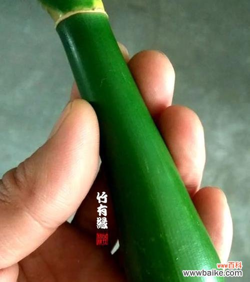 强韧不拔、自强不息、清廉高洁 竹子的人生寓意与精神品质