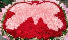 竹芋开花的奇迹与象征 竹芋开花的时间及寓意