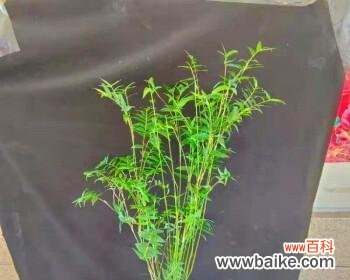 以竹类为象征,探寻人类精神境界的内涵 竹类代表的人类境界