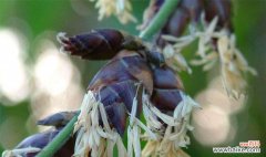 以竹类为象征，探寻人类精神境界的内涵 竹类代表的人类境界