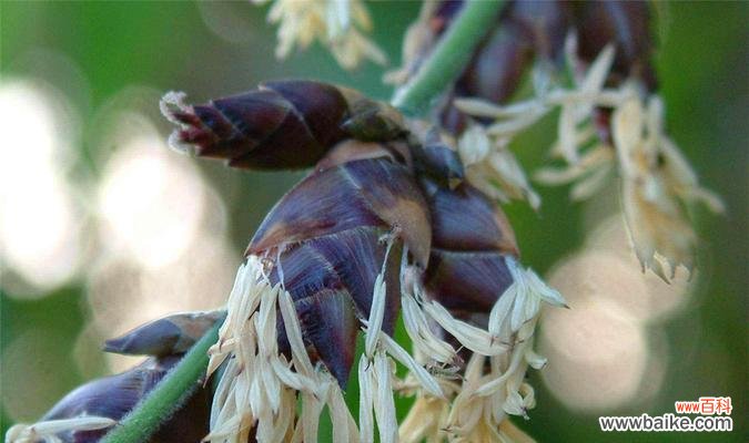 以竹类为象征,探寻人类精神境界的内涵 竹类代表的人类境界