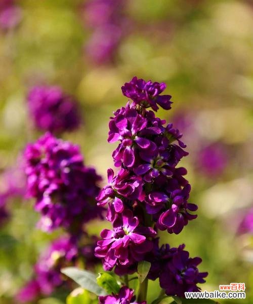 探寻紫罗兰在文化中的多重含义 紫罗兰的象征意义与传承