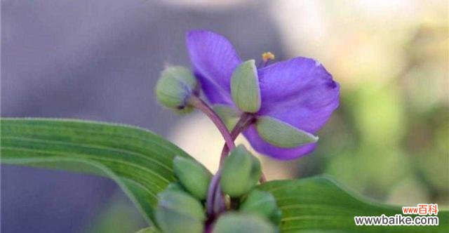 探寻紫露草花语之美，传承千年的神话故事 紫露草花语与传说