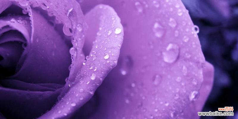 紫玫瑰的浪漫和神秘 紫玫瑰的花语和代表意义
