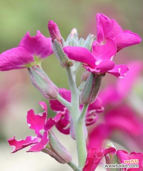 揭秘紫罗兰的花语以及正确的养护方法 紫罗兰的花语与养护指南