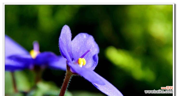 探寻紫罗兰花语的深刻内涵 紫罗兰花语