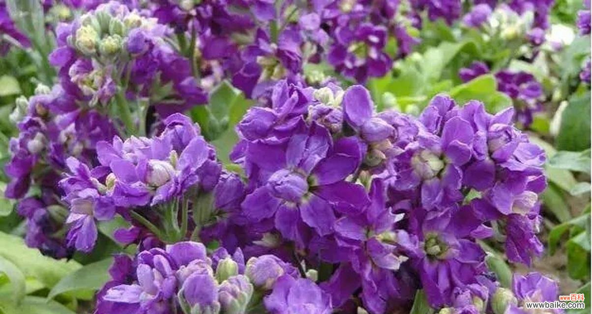 探寻紫罗兰花语的深刻内涵 紫罗兰花语